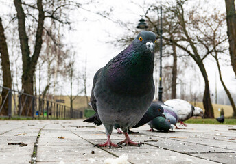 funny pigeon on the ground in spring  looking in camera