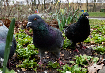 funny pigeon on the ground in spring  looking in camera