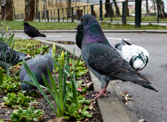 pigeons on the grass