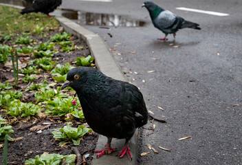 funny pigeon on the ground in spring  looking in camera