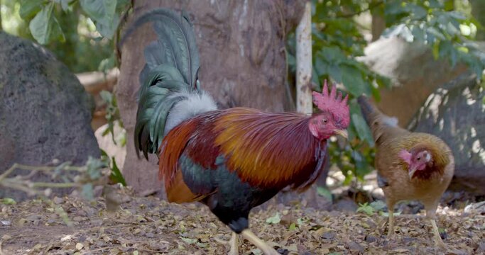 Wild Rooster and Chicken in Maui