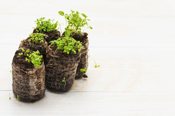 Lobelia seedlings in peat tablets. Growing seedlings in peat tablets indoors