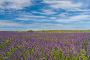 a famous purple lavender farm under a cloudy sky in a sunny day in Avignon, Provence,  France