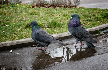 pigeons in the puddle in the spring city park