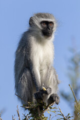 Vervet monkey sitting in the sun, Addo Elephant National Park