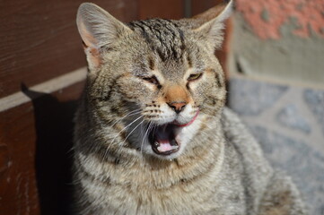 colorful cat with yellow eyes, licking himself