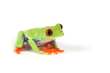 Red-eyed Tree Frog (Agalychnis callidryas) isolated on white background.