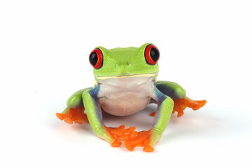 Red-eyed Tree Frog (Agalychnis callidryas) isolated on white background.