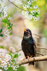 songbird black starling sits on cherry branches with white flowers in the spring may garden and sings