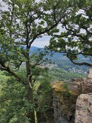 trees in the mountains