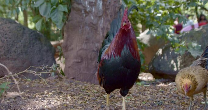 Rooster Showing off for the Camera