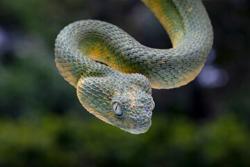 Western Bush Viper, West African Leaf Viper (Atheris chlorechis), is a genus of venomous vipers.
