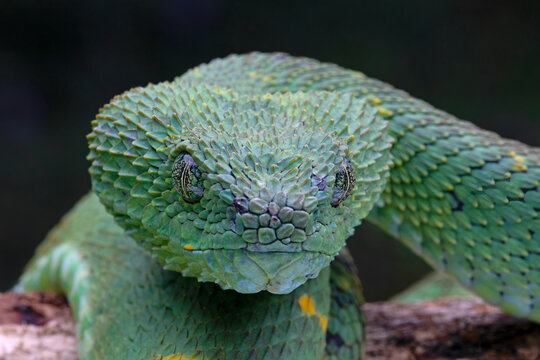 Stock photo of Hairy Bush Viper (Atheris hispida), captive from