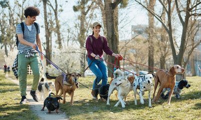 Happy pet sitters walking group of dogs on leashes in the park.