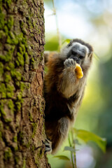 cute small brown grey titi monkey white-footed tamarin endemic from tropical exotic forest of Colombia eating a banana and sitting on green tree with moss. Nature of Latin America