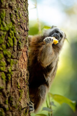 cute small brown grey titi monkey white-footed tamarin endemic from tropical exotic forest of Colombia holding in its hand a piece of banana sitting on green tree with moss. Colombia