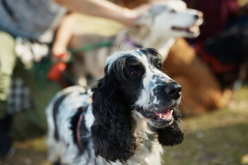 Cocker spaniel and group of dogs with their pet sitter in nature.