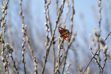 Peacock butterfly on a catkin, colorful butterfly on a blooming willow tree