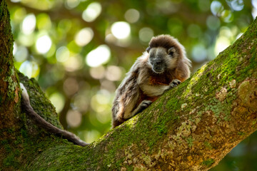 cute small brown grey titi monkey white-footed tamarin endemic from tropical exotic forest of Colombia sitting on green tree with moss. Latin America