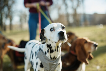 Dalmatian dog and pack of dogs with their walker in nature.