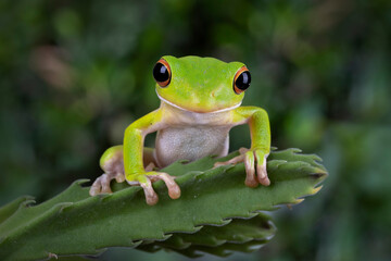 The white-lipped tree frog juvenile (Nyctimystes infrafrenatus) on cactus leaves.