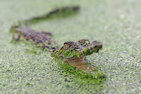 The Saltwater Crocodile (Crocodylus porosus) in mossy water, closeup.