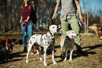 Group of dogs on leash and their pet sitters taking a walk in nature.