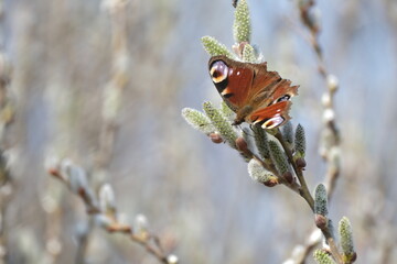 Peacock butterfly on a catkin, colorful butterfly on a blooming willow tree