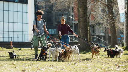 Pack of dogs on leash walking with their pet sitters in nature.