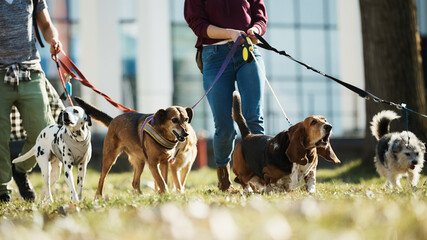 Large group of dogs on leash with dog walkers in the park.