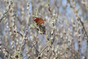 Peacock butterfly on a catkin, colorful butterfly on a blooming willow tree