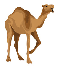camel wild animal