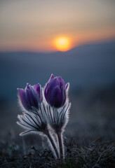 Blooming sleep grass in the mountains at sunset