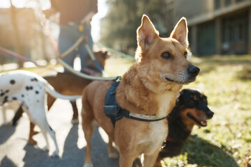 Mixed breed dog enjoys in walk with his pet sitter and group of dogs.