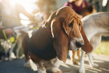 Close up of basset hound with sad eyes during dog walking in the park.