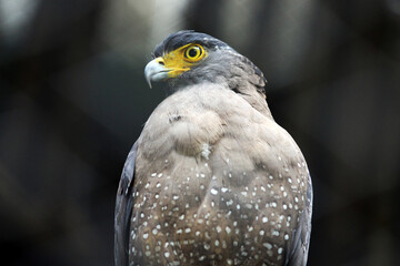 portrait of an eagle