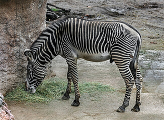 Fototapeta na wymiar Grevy`s zebra male eats hay. Latin name - Equus grevyi 