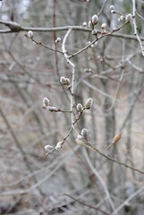 Willow tree (pussy-willow, catkin) buds emerging, delicate, soft, flowering. The symbol of Orthodox Easter and the first signs of spring.