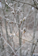 Willow tree (pussy-willow, catkin) buds emerging, delicate, soft, flowering. The symbol of Orthodox Easter and the first signs of spring.