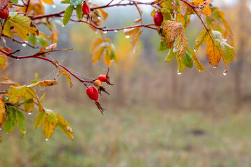 Bright autumn branches on an autumn background