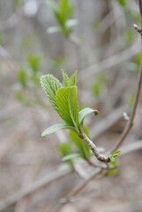 The very first leaves at the tip of a tree branch unfurling. New leaves isolated macro shot early spring.