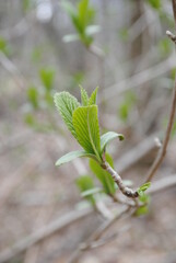The very first leaves at the tip of a tree branch unfurling. New leaves isolated macro shot early spring.