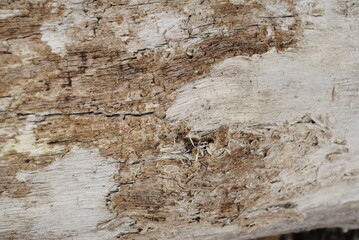 Wood grain from dead logs with filtered sunlight on a cloudy day macro close up isolated background