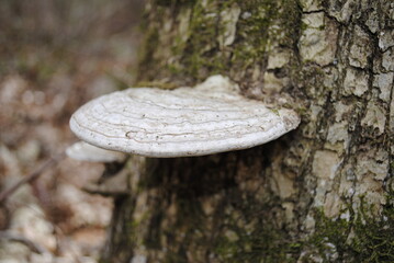 Shelf fungi shelf mushroom growing on the mossy bark of a tree