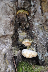 Mushrooms growing in the crevice of a deciduous hardwood tree