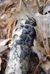 Black fungi growing on fallen hardwood oak log in early spring