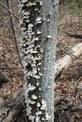 White shelf fungi. Mushrooms on grey tree bark.