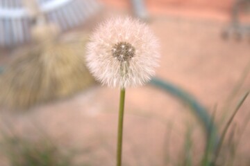 Dandelion photo