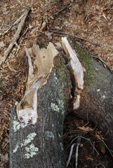 Large white pine tree split in half during severe winter storm