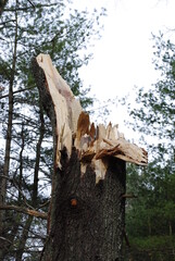 Large white pine tree split in half during severe winter storm
